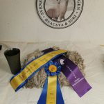 Supreme Champion Suri AHH Snowflake ägare Alpacka & Älg Ekofarm i Hultet / Jacqueline Käslin