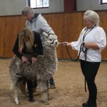 Storekullen Leona Reserv Champion grå junior sto