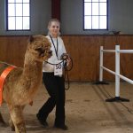 Bosgården Zorro, reserv champion Fawn senior hingst, ägare Mats och Maria Gyllensvaan