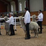 Championat vit hingst